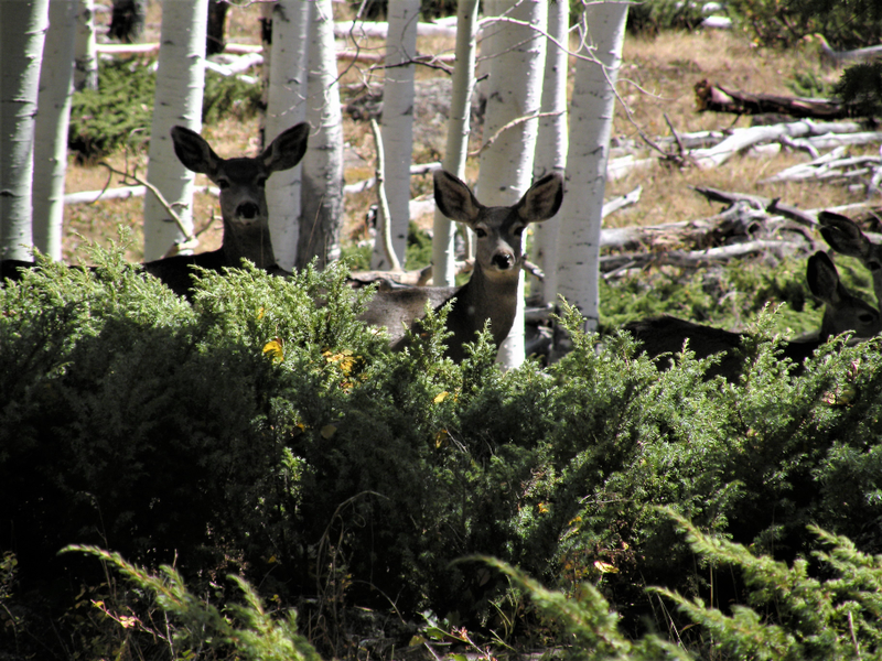 Deer taking a cautionary break from their aspen snacking. Image courtesy of Paul Rogers